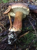 Boletus fibrillosus image