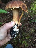 Boletus fibrillosus image