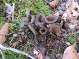 Craterellus fallax image