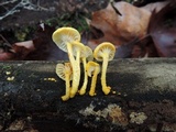 Cyptotrama chrysopepla image