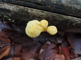 Cyptotrama chrysopepla image