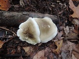 Tricholoma saponaceum image