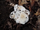 Tricholoma subresplendens image