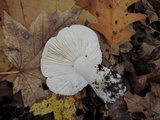 Tricholoma subresplendens image