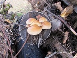 Hemipholiota populnea image