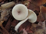 Lactarius cinereus image
