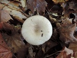 Lactarius cinereus image