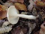 Lactarius cinereus image