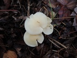 Cuphophyllus virgineus image