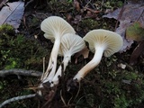 Cuphophyllus virgineus image