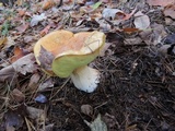 Boletus chippewaensis image