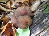 Psathyrella delineata image