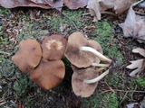 Psathyrella piluliformis image