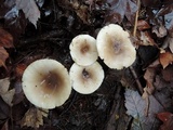 Lactarius mucidus image