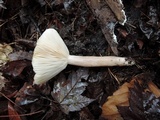 Lactarius mucidus image
