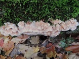 Merulius tremellosus image