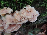 Merulius tremellosus image