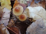 Mycena atkinsoniana image