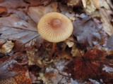 Mycena atkinsoniana image