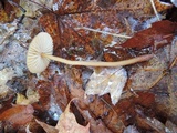 Mycena atkinsoniana image