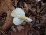 Tricholoma subsejunctum image