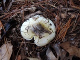 Tricholoma subsejunctum image