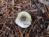 Tricholoma subsejunctum image