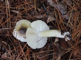 Tricholoma subsejunctum image