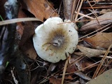 Tricholoma subsejunctum image