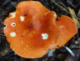 Leucopaxillus gracillimus image