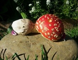 Amanita muscaria var. flavivolvata image