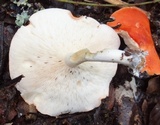 Leucopaxillus gracillimus image
