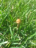 Panaeolus cinctulus image