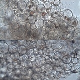 Conocybe siliginea image