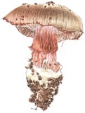 Cortinarius glaucopus image