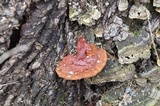 Ganoderma curtisii image