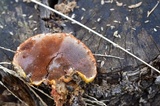 Ganoderma curtisii image