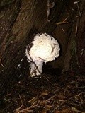 Amanita smithiana image