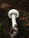 Amanita smithiana image