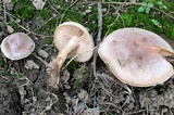 Hebeloma mesophaeum image