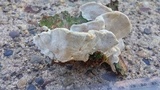 Heterobasidion annosum image