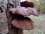 Ganoderma sessile image
