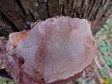 Ganoderma sessile image
