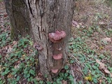 Ganoderma sessile image