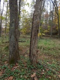 Ganoderma sessile image