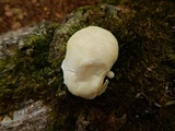 Reticularia lycoperdon image
