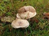 Hebeloma velutipes image