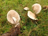 Hebeloma velutipes image