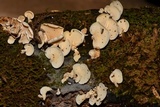 Panellus pusillus image