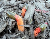 Mutinus elegans image